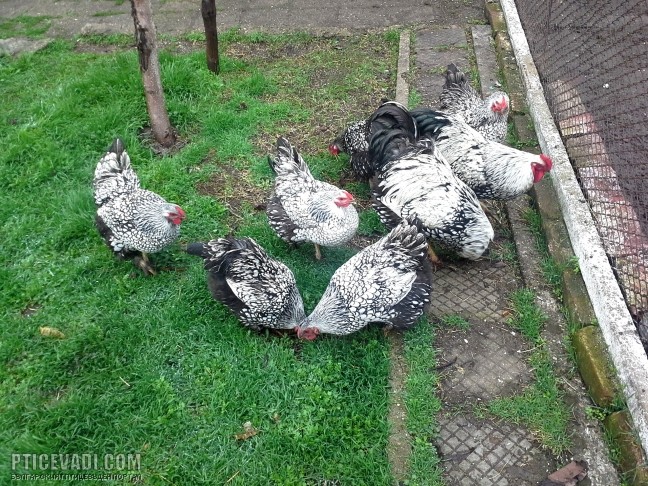 Снимка на гълъб