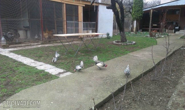 Снимка на гълъб
