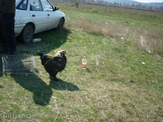 Снимка на гълъб