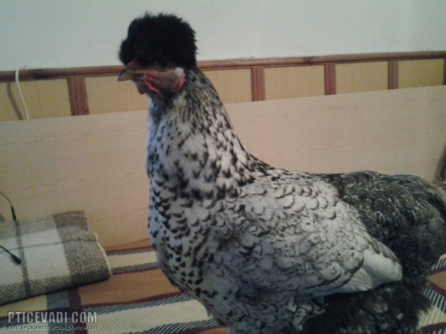 Снимка на гълъб