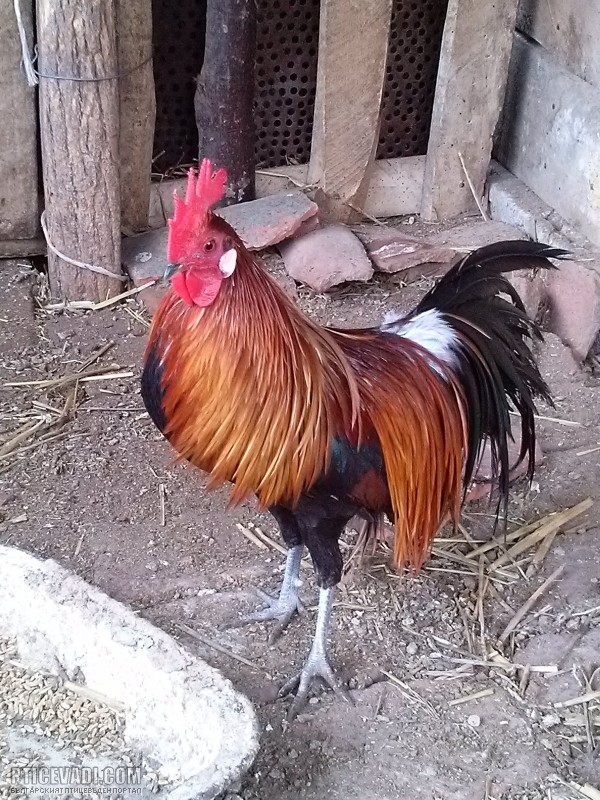 Снимка на гълъб