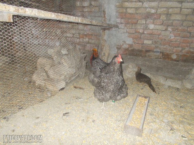Снимка на гълъб