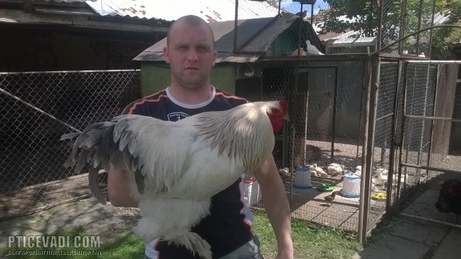 Снимка на гълъб