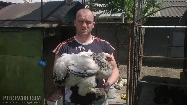 Снимка на гълъб