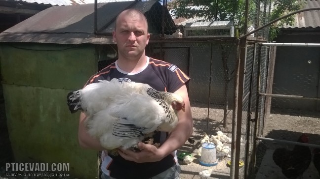 Снимка на гълъб