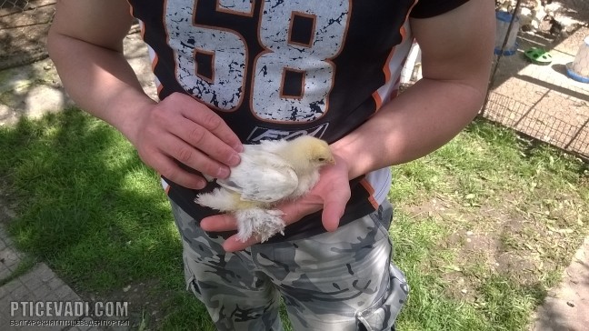 Снимка на гълъб