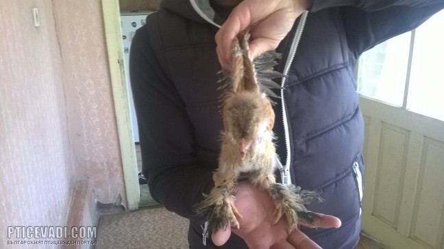 Снимка на гълъб