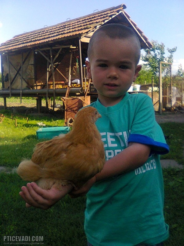 Снимка на гълъб