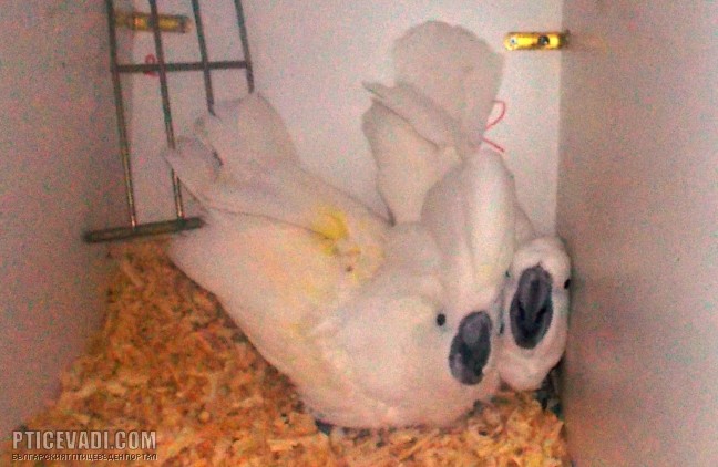 Снимка на гълъб