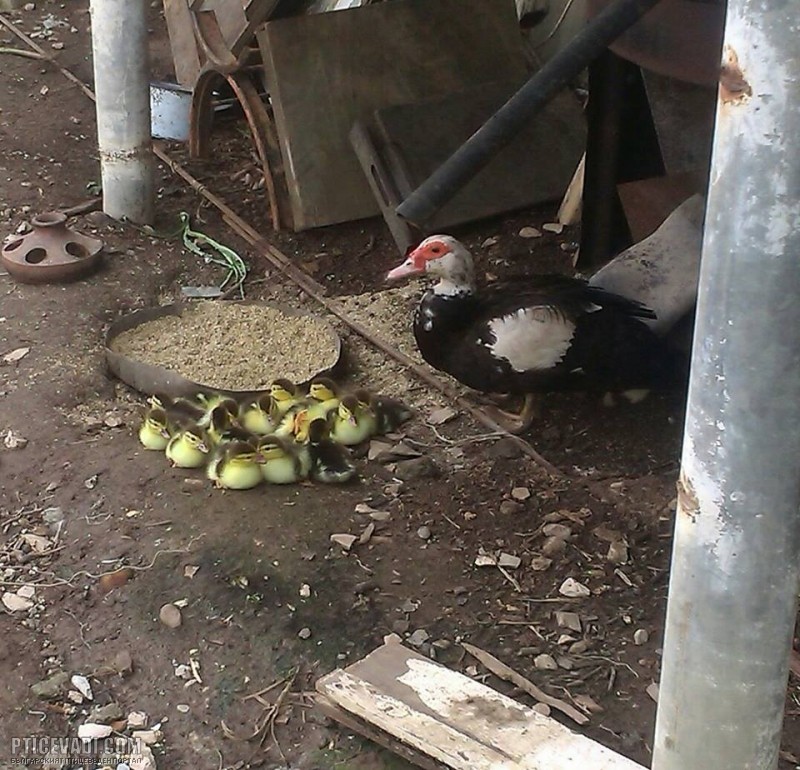 Снимка на гълъб