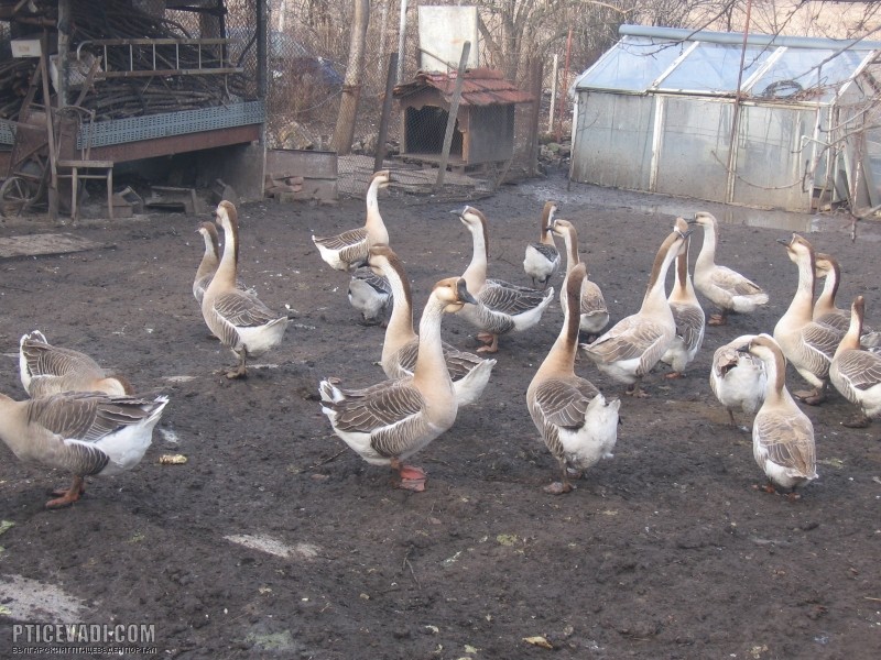 Снимка на гълъб