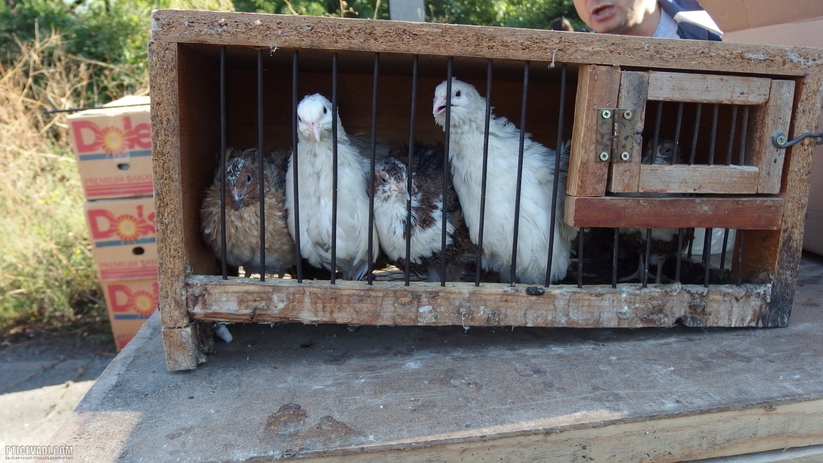 Снимка на гълъб