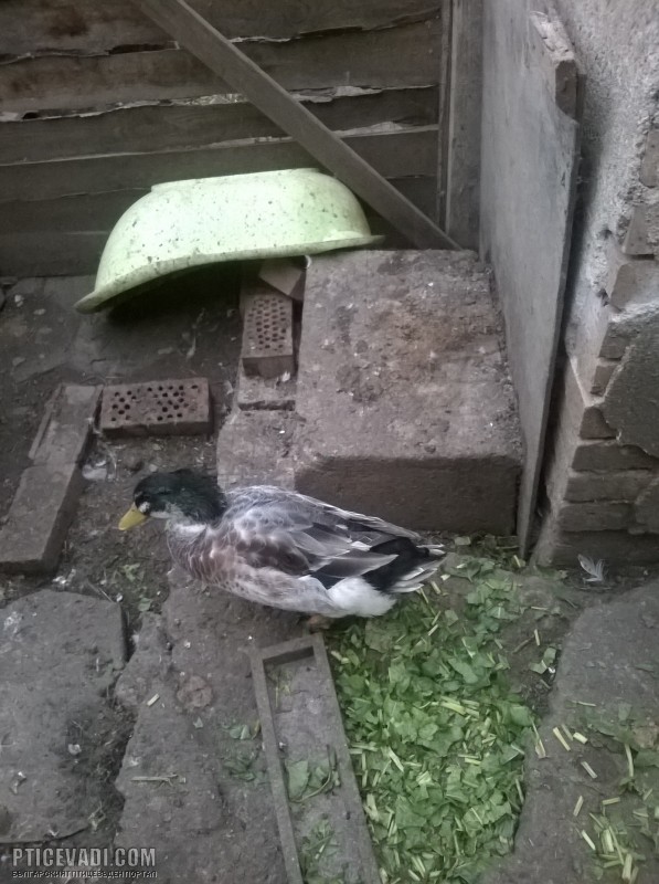 Снимка на гълъб