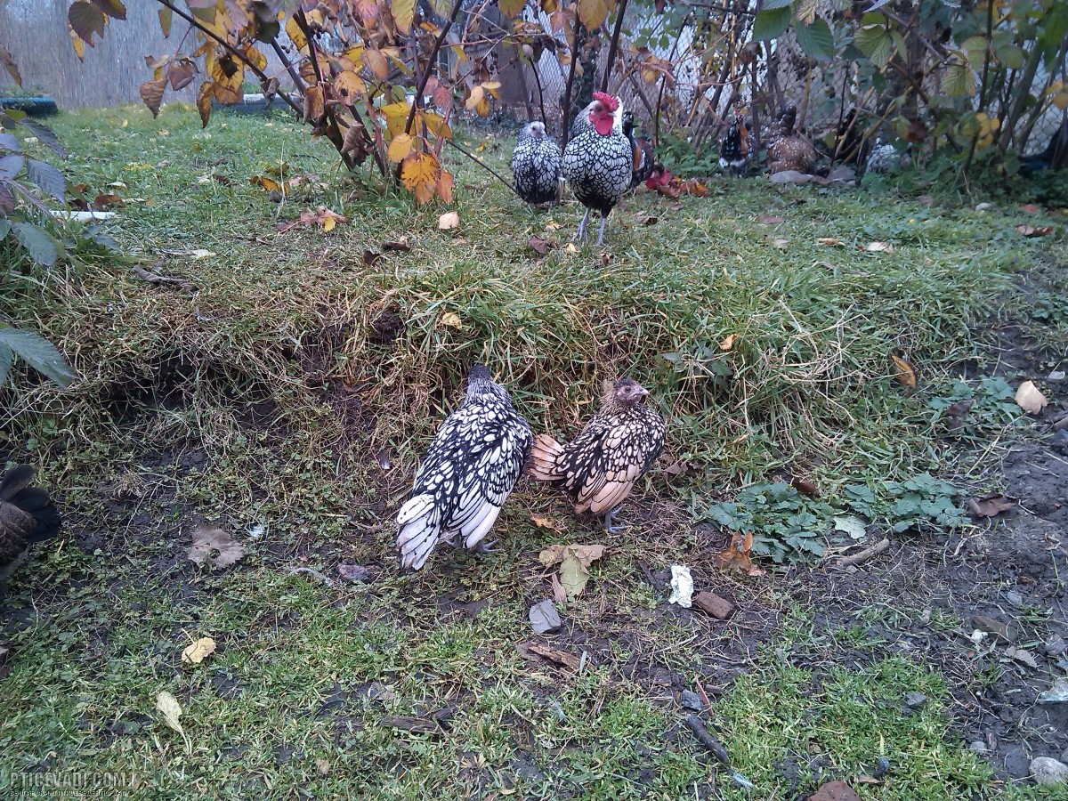 Снимка на гълъб