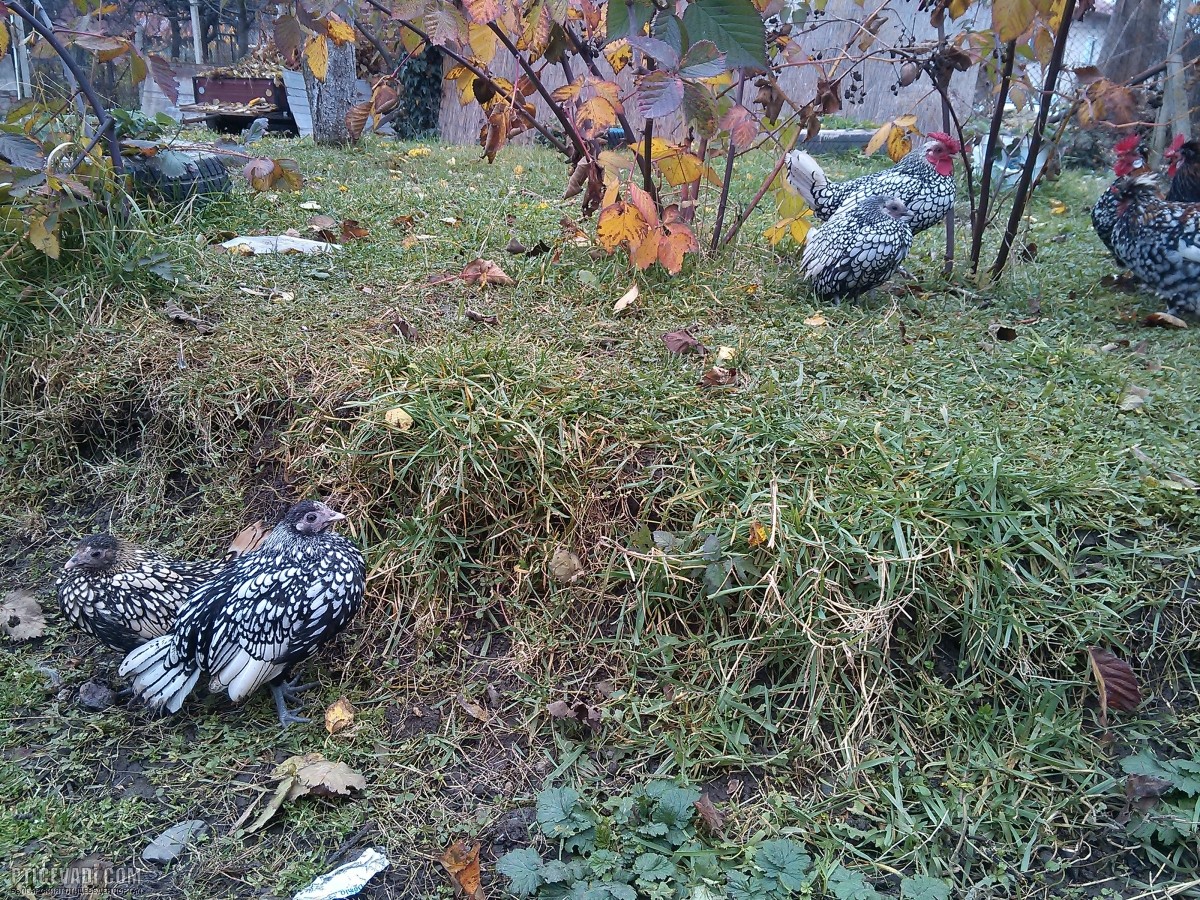 Снимка на гълъб