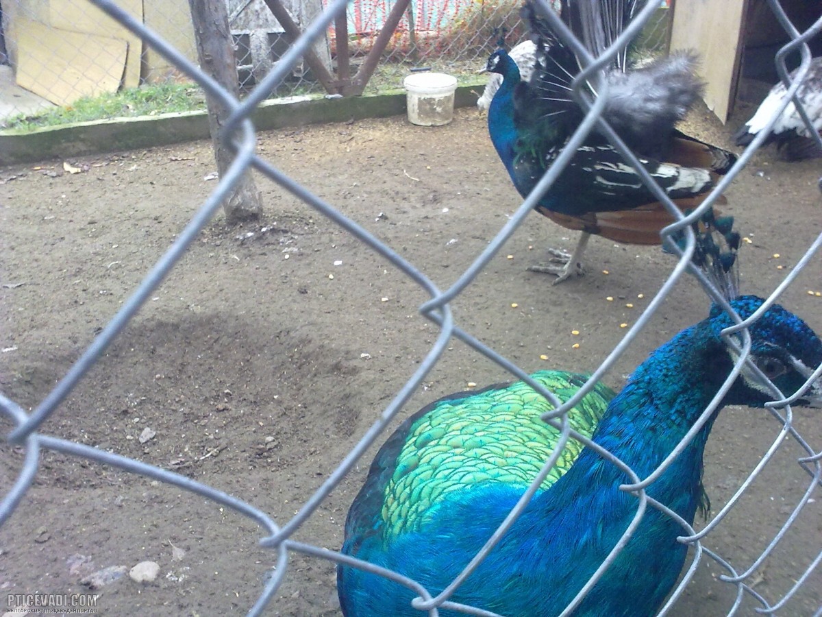 Снимка на гълъб