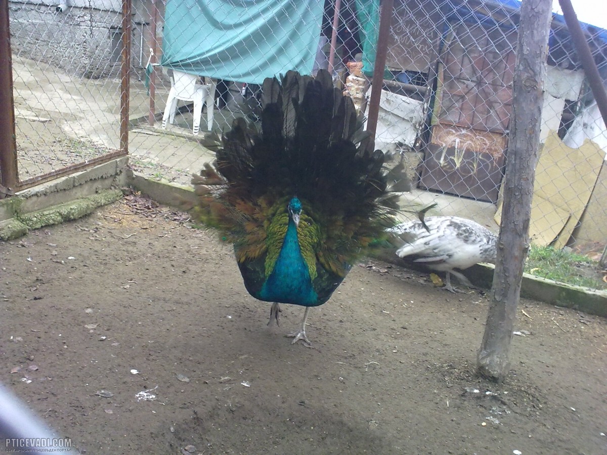 Снимка на гълъб