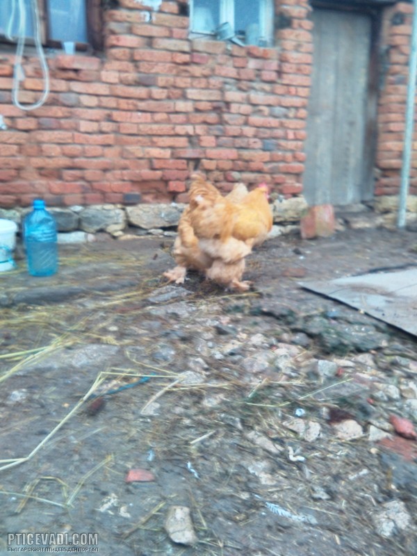Снимка на гълъб