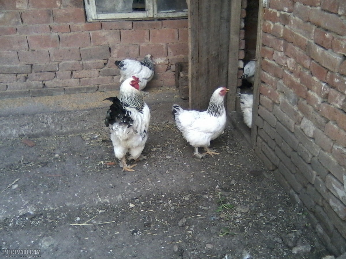 Снимка на гълъб