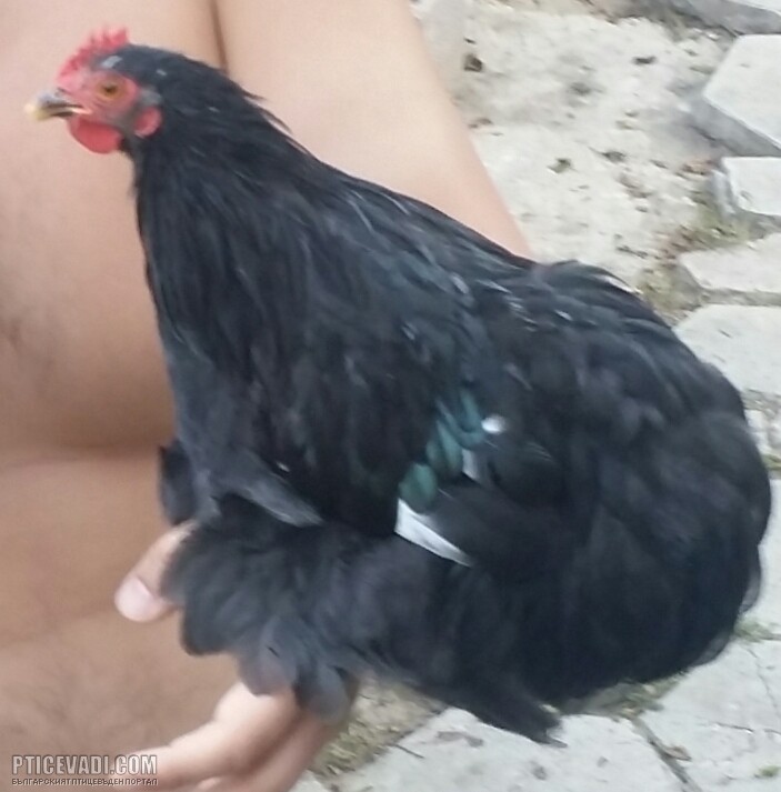 Снимка на гълъб