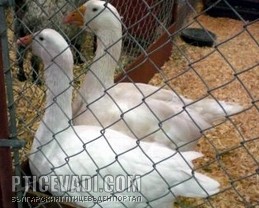Снимка на гълъб
