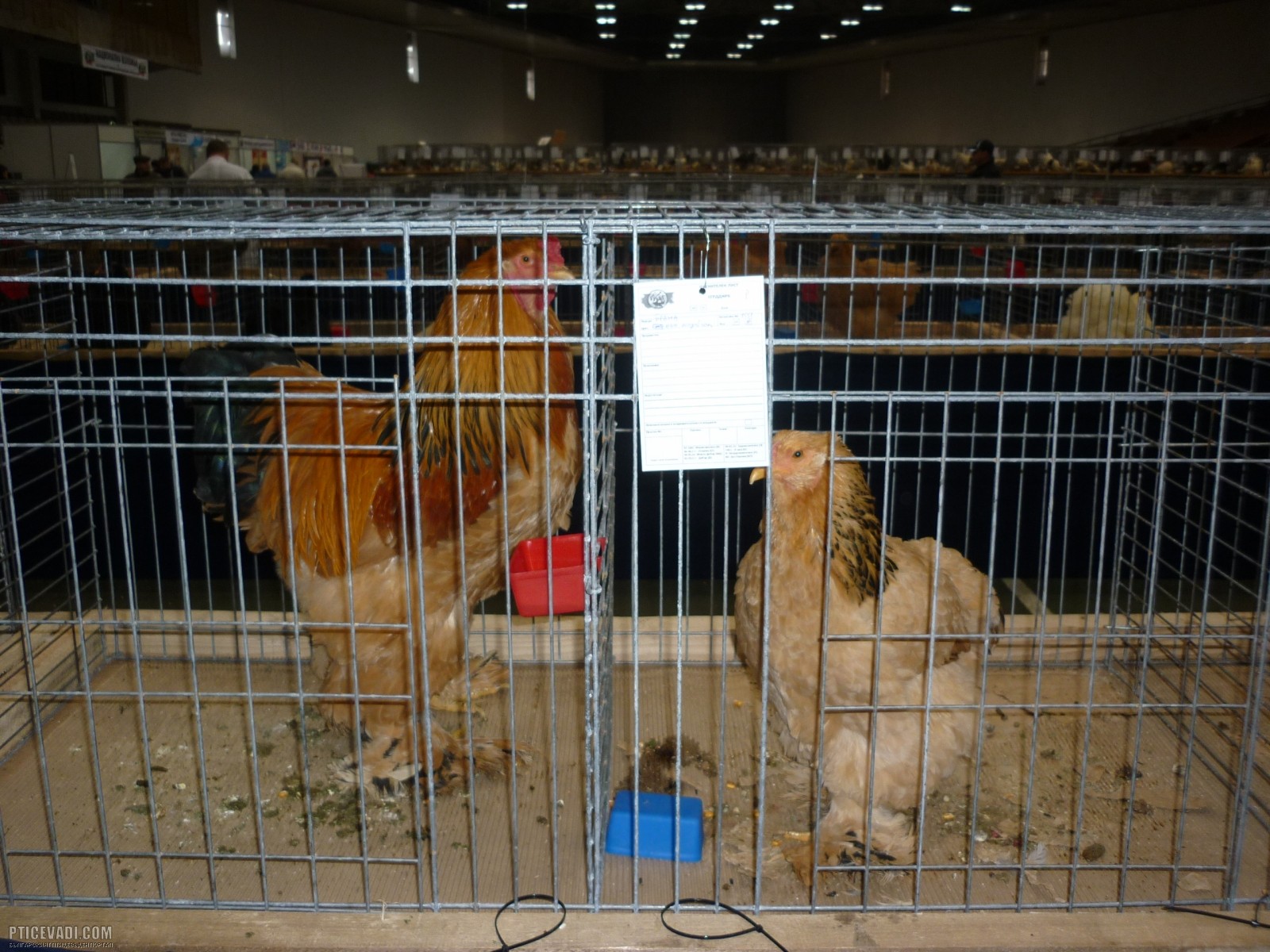 Снимка на гълъб