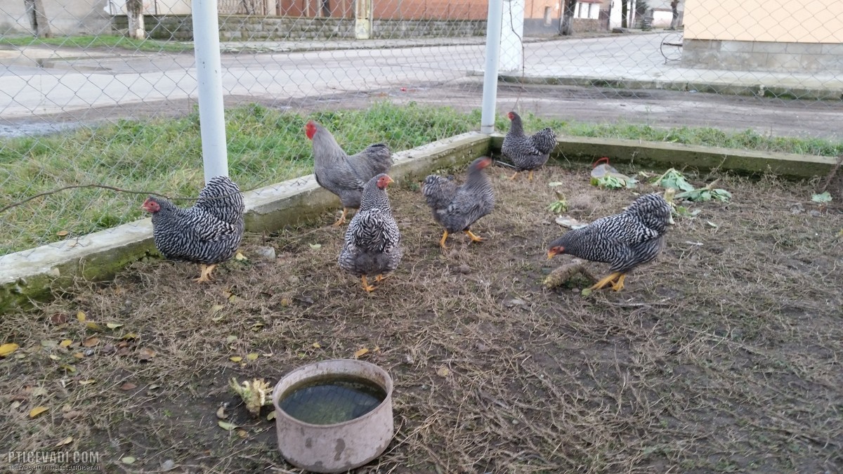 Снимка на гълъб