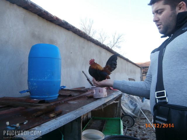 Снимка на гълъб