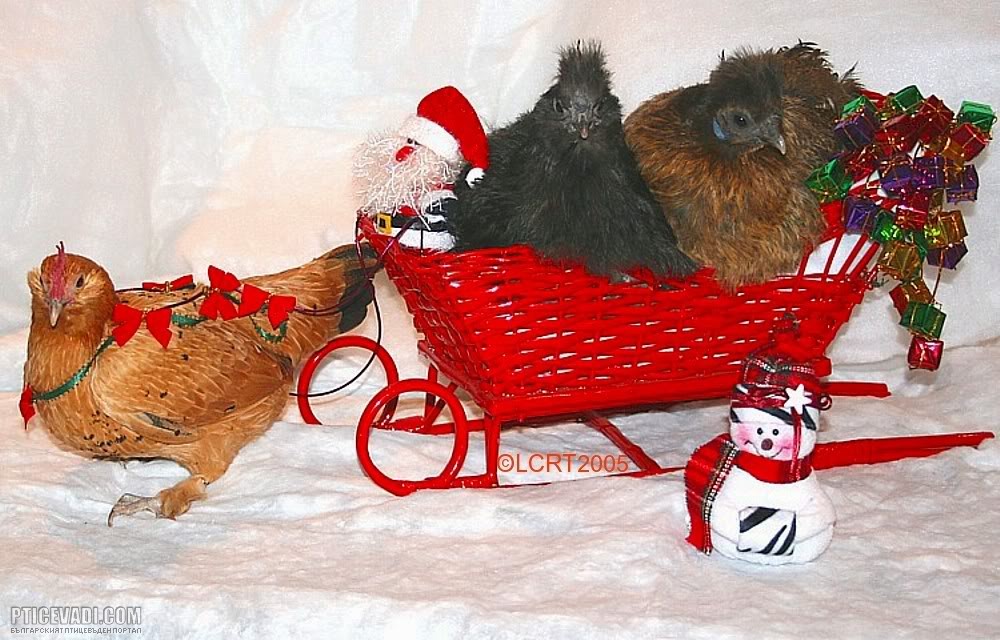 Снимка на гълъб
