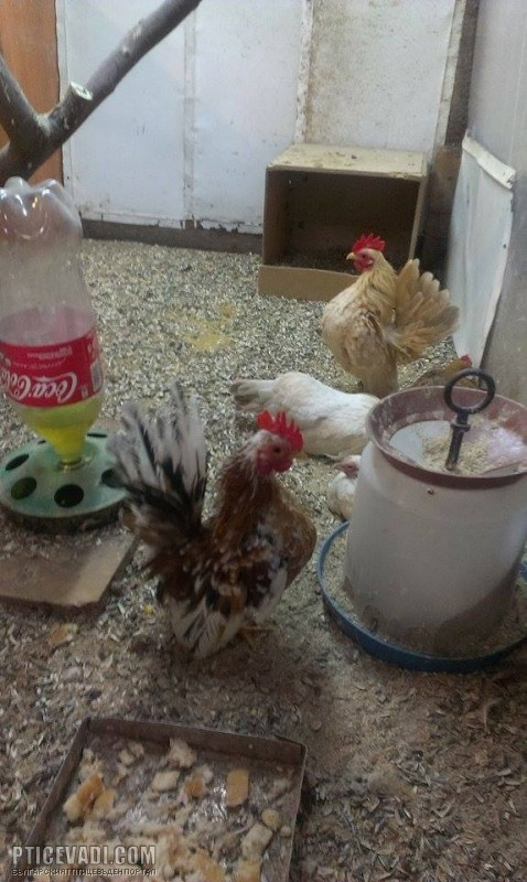 Снимка на гълъб