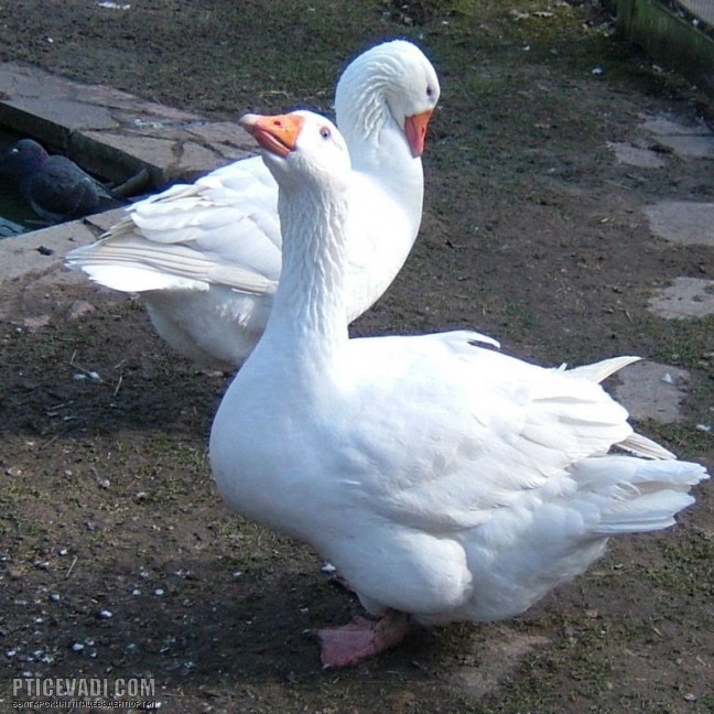 Снимка на гълъб
