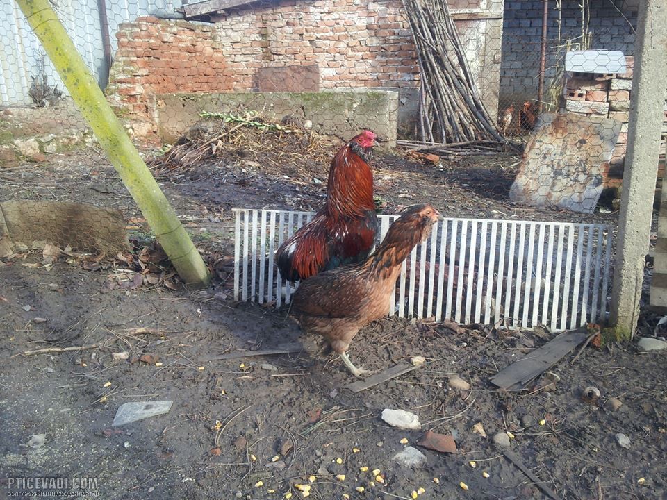 Снимка на гълъб