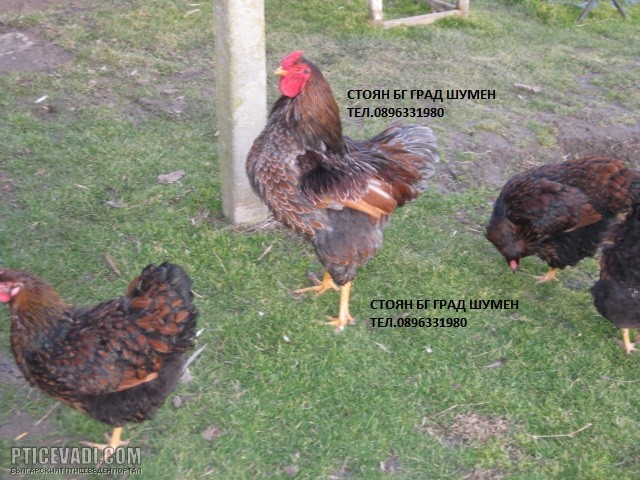 Снимка на гълъб