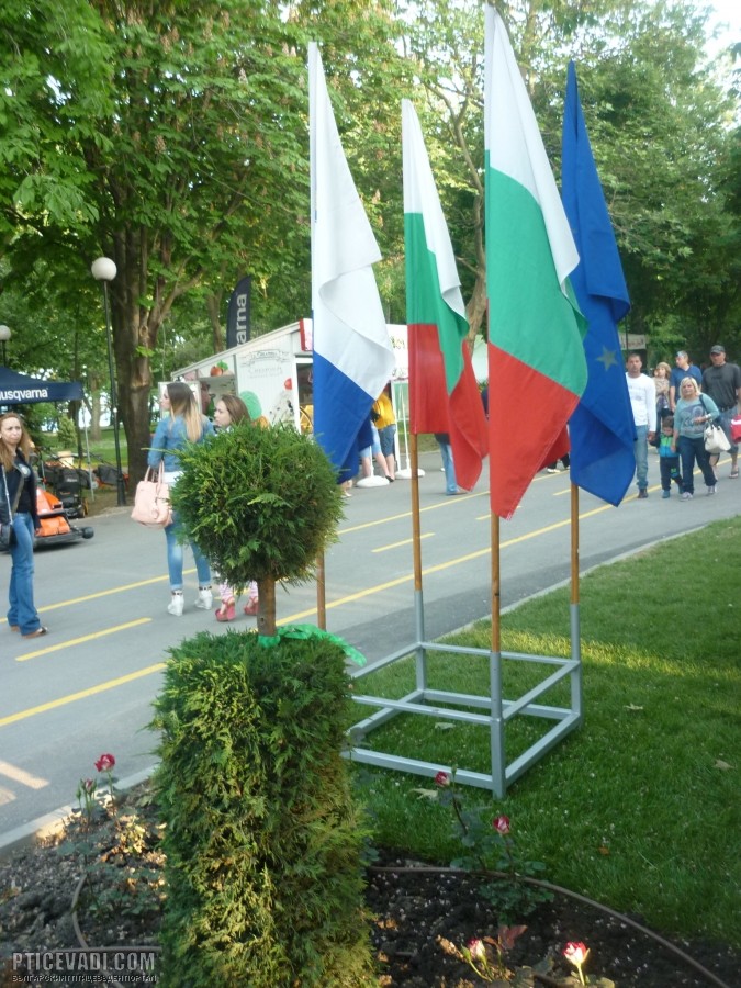 Снимка на гълъб