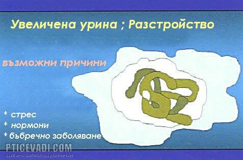 Снимка на гълъб