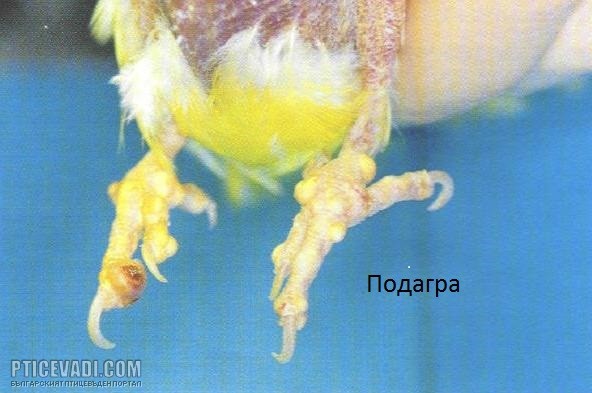 Снимка на гълъб
