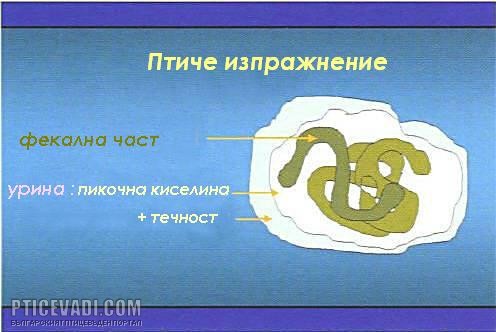 Снимка на гълъб