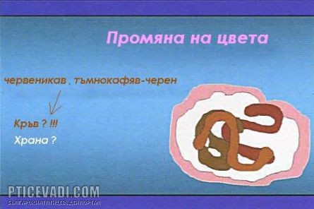 Снимка на гълъб