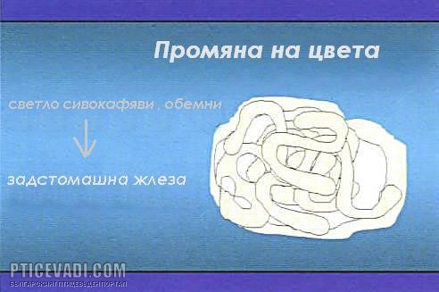 Снимка на гълъб