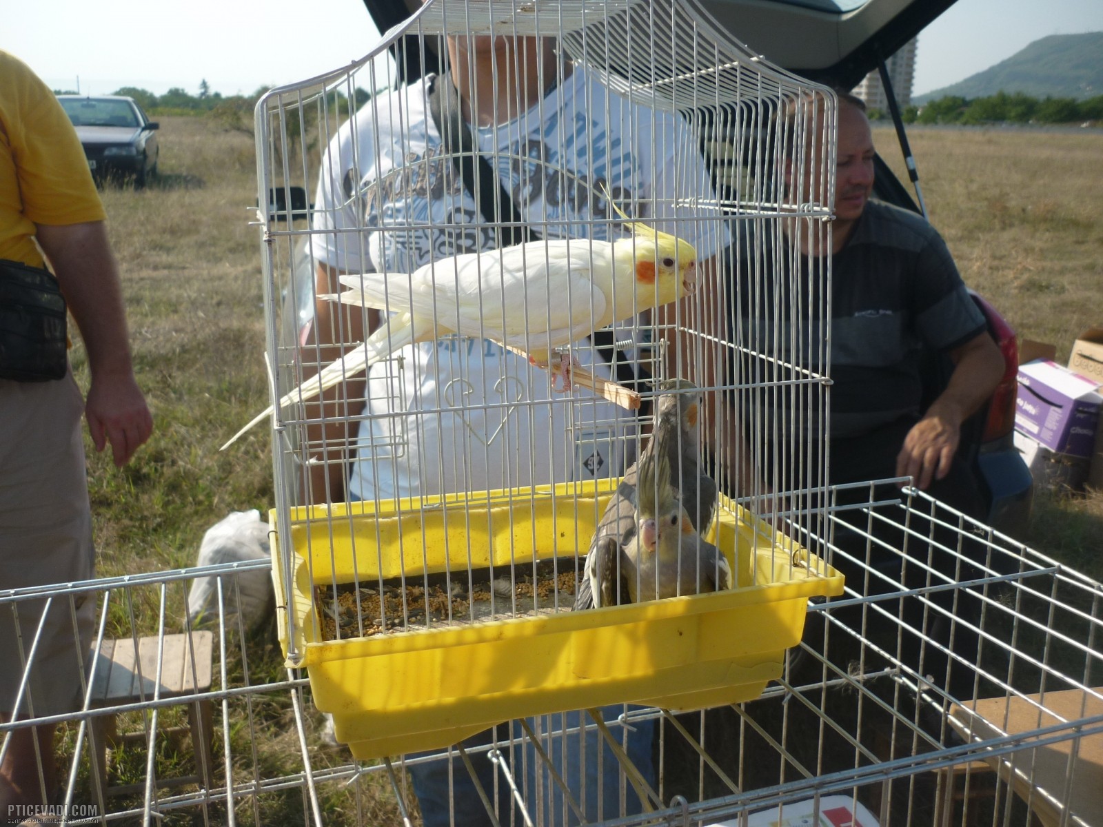 Снимка на гълъб