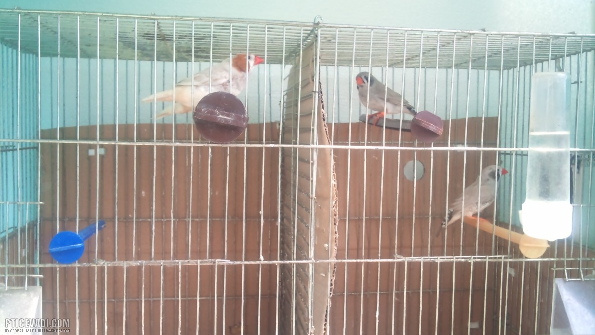 Снимка на гълъб