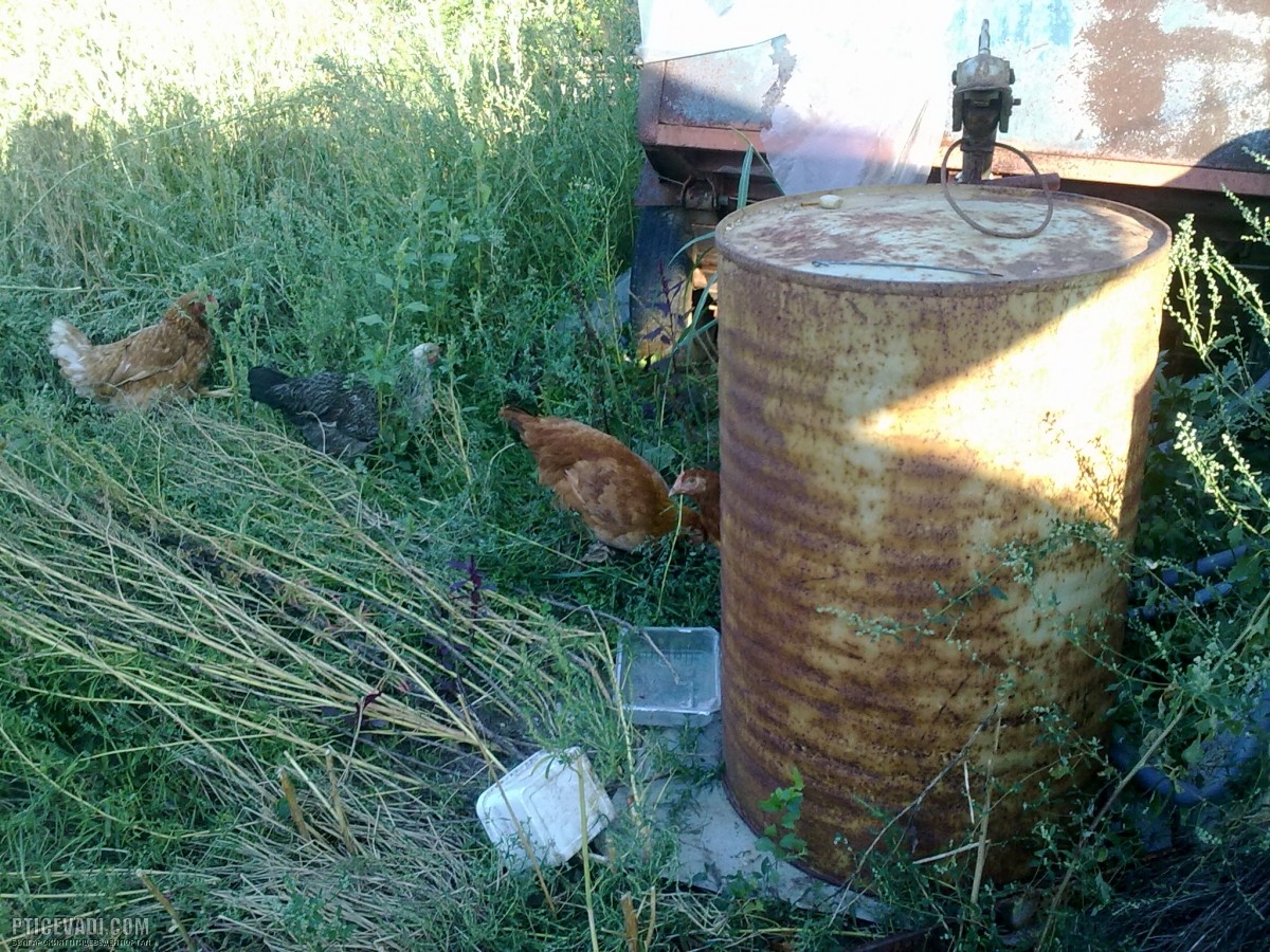 Снимка на гълъб