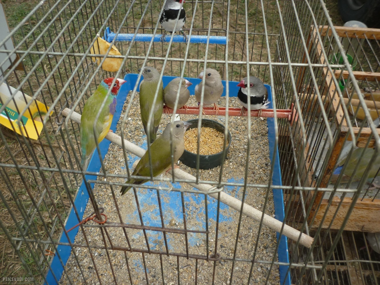 Снимка на гълъб