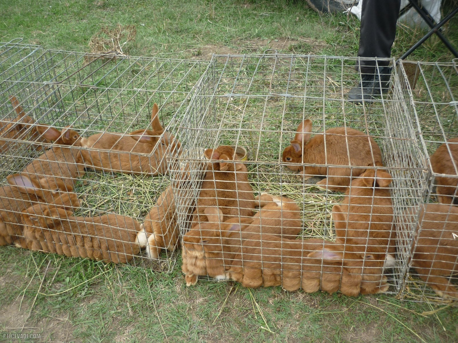 Снимка на гълъб