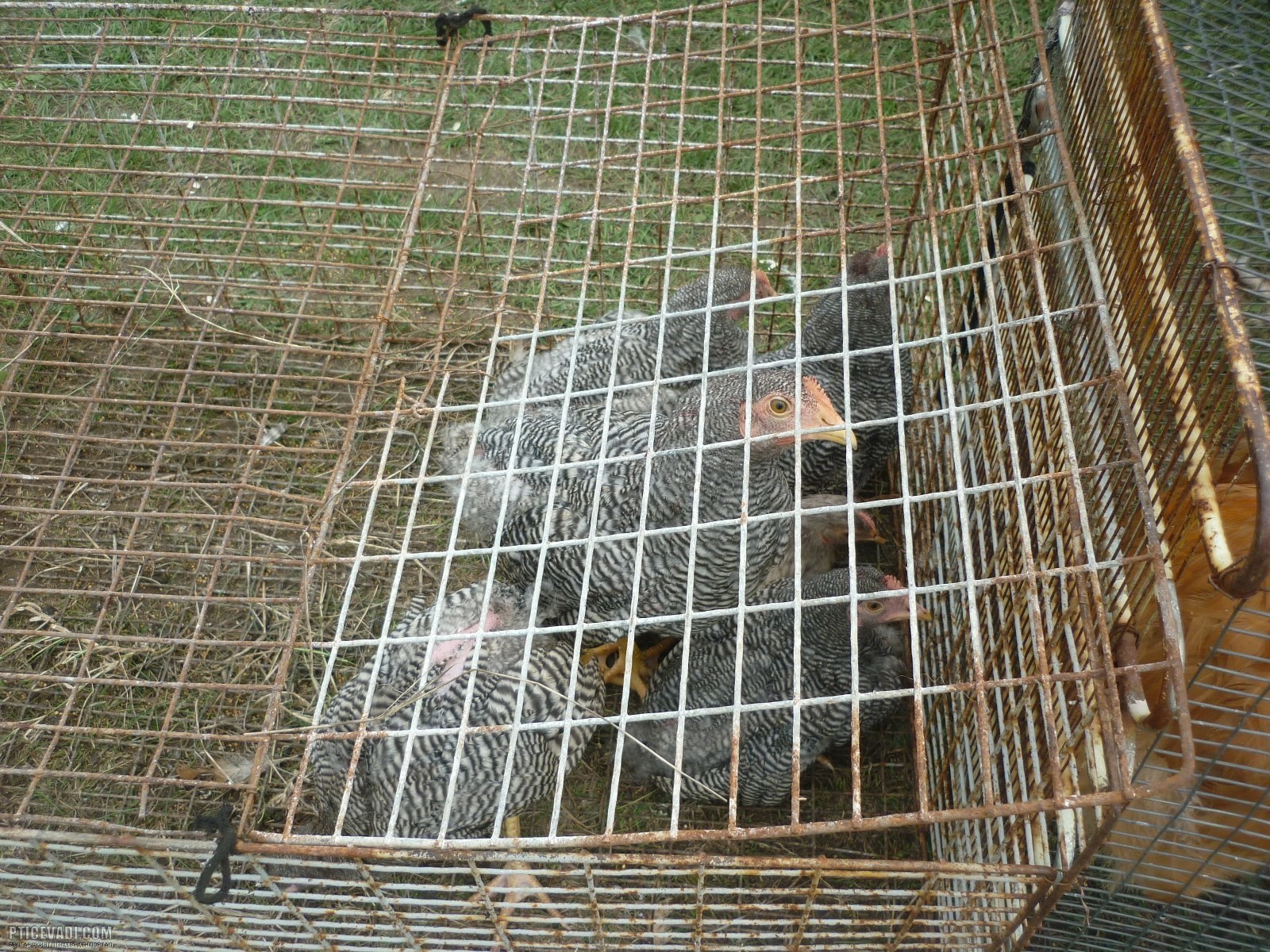 Снимка на гълъб