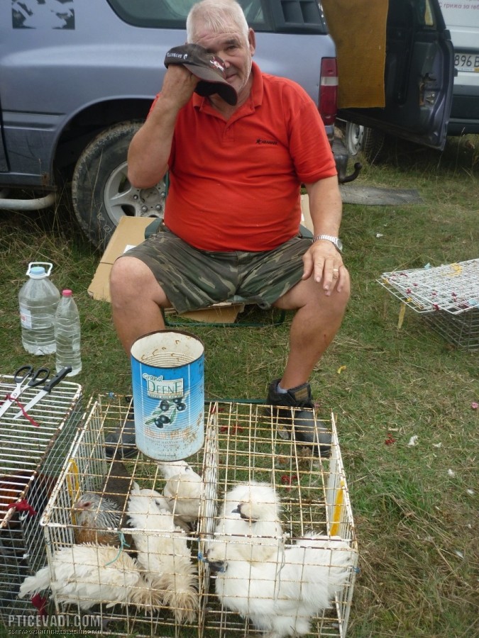 Снимка на гълъб