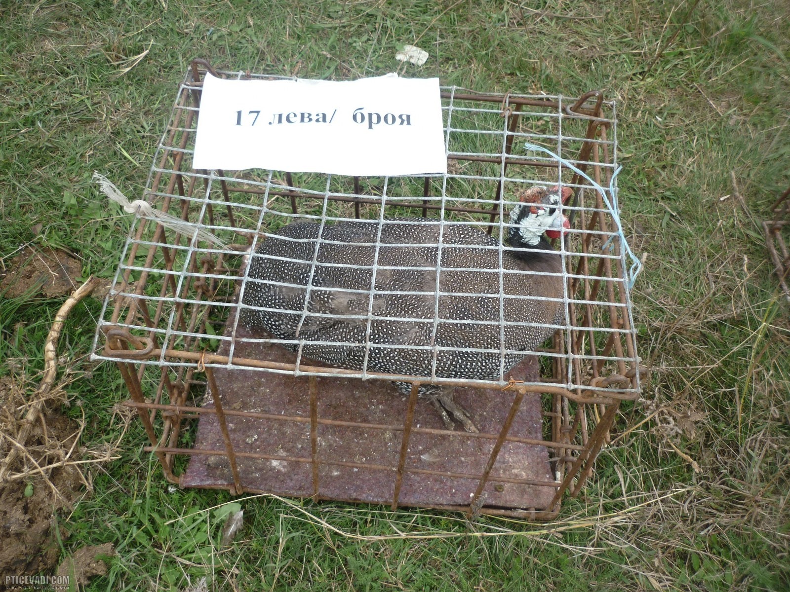 Снимка на гълъб