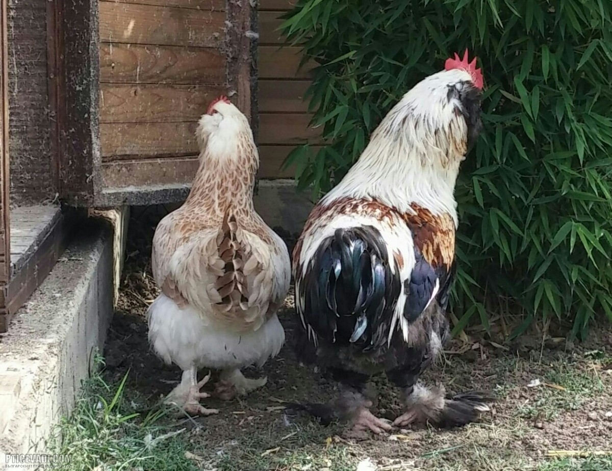 Снимка на гълъб