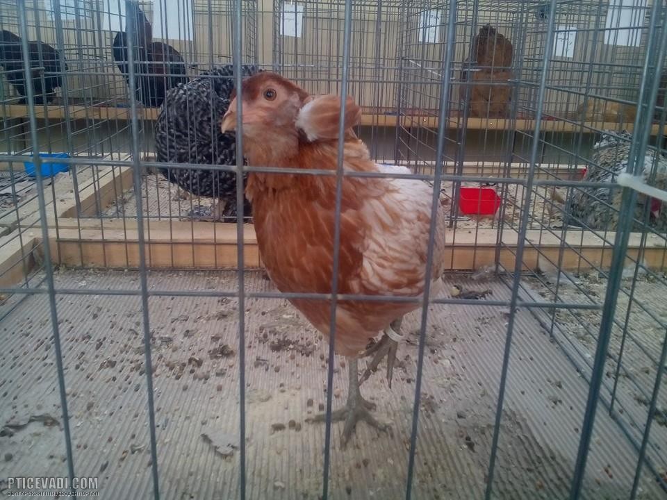 Снимка на гълъб