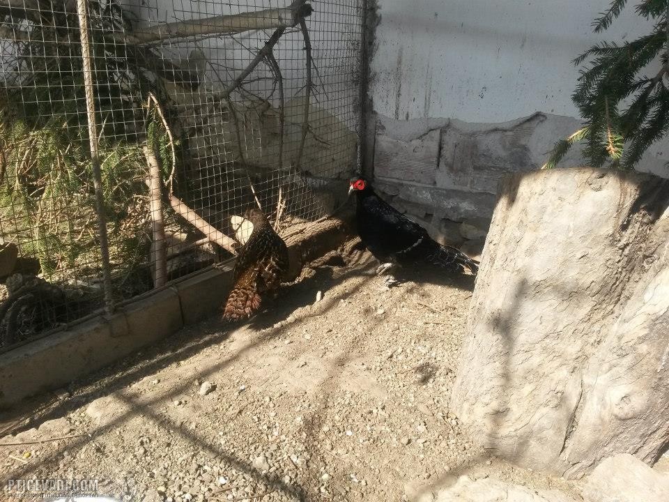 Снимка на гълъб